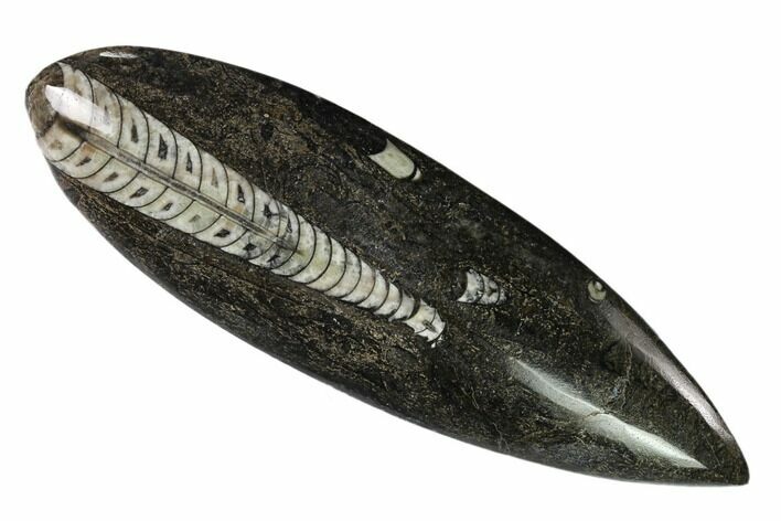 Polished Fossil Orthoceras (Cephalopod) - Morocco #138266